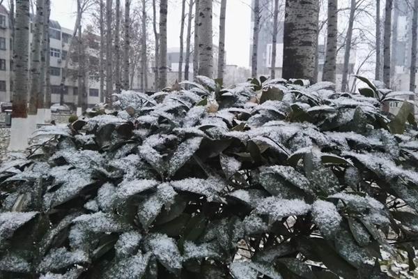 小雪街道最新天气预报